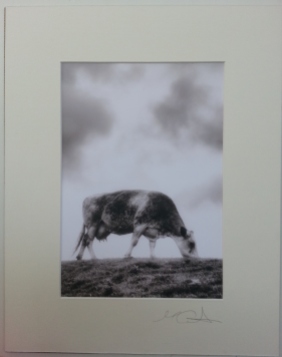 Cow I Llyn Perninsula 2011 £35 Mounted and wrapped