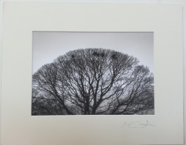 Tree Foulridge, 2014 £35 mounted and wrapped